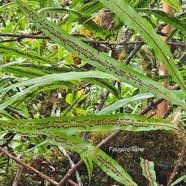 Oleandra distenta Fouge?re liane Olea ndraceae Indigène La Réunion 10.jpeg