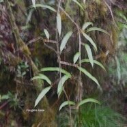 Oleandra distenta Fouge?re liane Olean draceae Indigène La Réunion 3905.jpeg