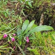Phaius pulchellus Orchidaceae  Indigène La Réunion 107.jpeg
