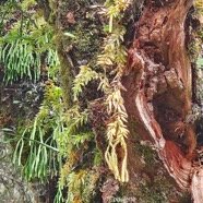Phlegmariurus ophioglossoides Epaulette L ycopodiaceae Indigène La Réunion 32.jpeg