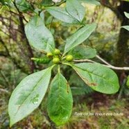 Pittosporum senacia Subsp reticulatum B de joli coeur  des hauts Pittosporaceae En démique La Réunion 34.jpeg