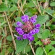 Prunella vulgaris Herbe Catois L amiaceae Amphinaturalisé 57.jpeg
