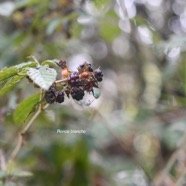 Rubus apetalus Ronce blanche Rosac eae Indigène La Réunion 3892.jpeg