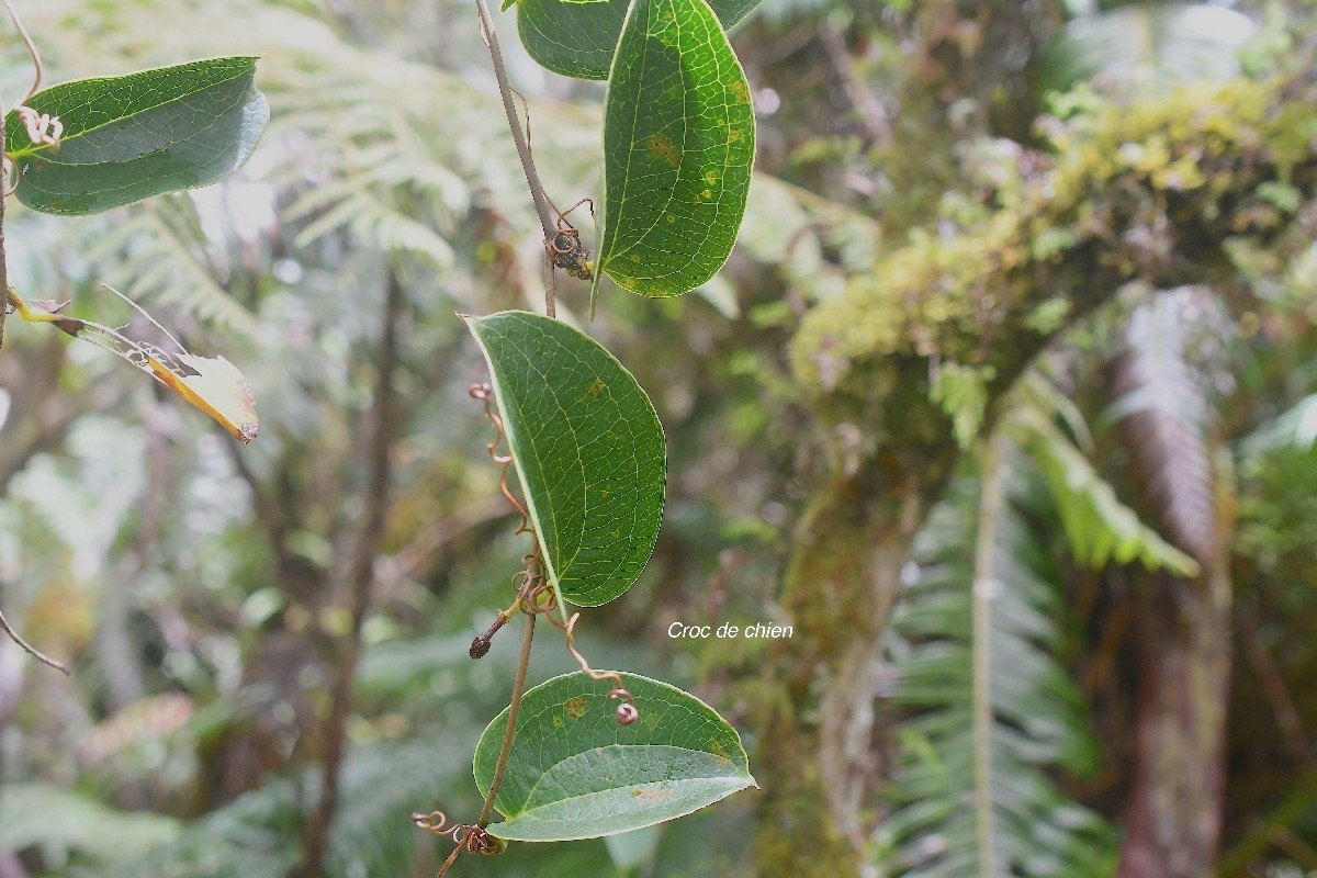 Smilax anceps Croc de chien Smilaca ceae Indigène La Réunion 3906.jpeg
