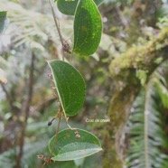 Smilax anceps Croc de chien Smilaca ceae Indigène La Réunion 3906.jpeg