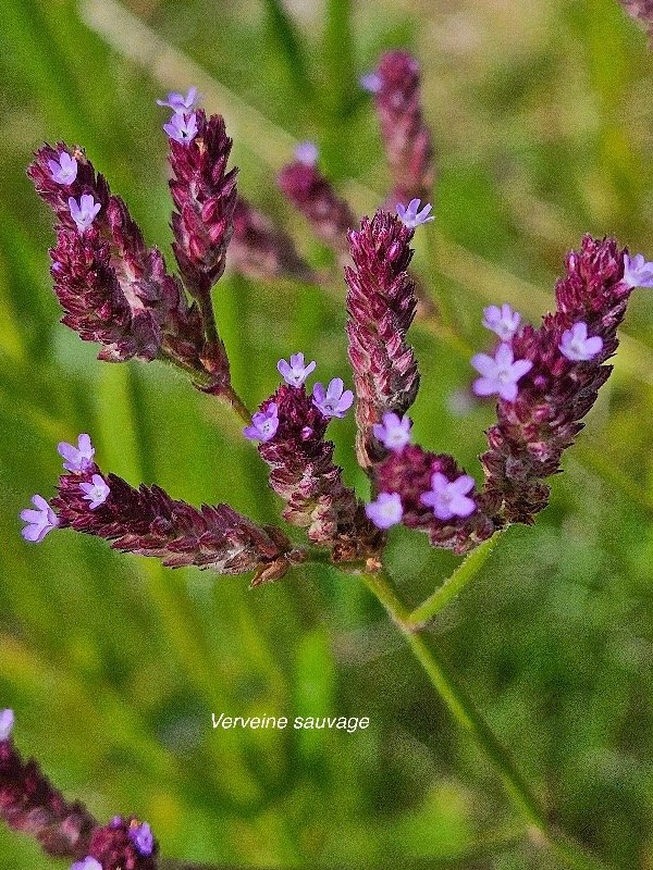 Verbena bonariensis Verveine sauvage Verbenaceae Envahissant seulement en milieux perturbés 412.jpeg