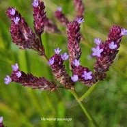 Verbena bonariensis Verveine sauvage Verbenaceae Envahissant seulement en milieux perturbés 412.jpeg