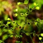 sporanges Hymenophyllum inaequale (1).JPG