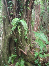 11 bois maigre+goyavier+change écorce+ficus étrangleur 