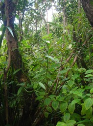 16 vanille en forêt 