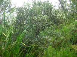 6 bois de fer bâtard 
