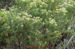 Ambaville verte - Hubertia ambavilla - Astéracée - B