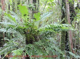 Blechnum attenuatum- Blechnacée - I