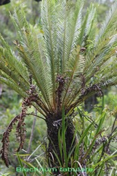 Blechnum tabulare- Blechnacée - I