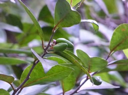 Bois de cabri rouge (1)