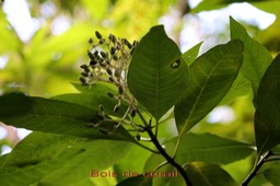 Bois de corail - Chassalia corallioides - Rubiacée - B