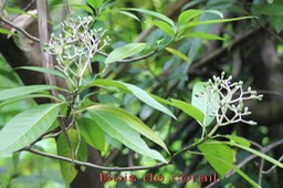 Bois de corail