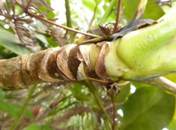 Bois de papaye