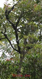 Bois de pomme rouge