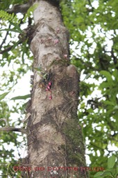 Bois de pomme