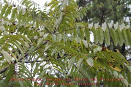 Bois de Poupart - Poupartia borbonica -