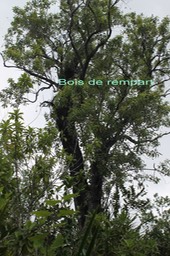 Bois de rempart