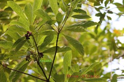 Bois d'Osto - Antirhea borbonica - Rubiacée - B