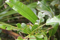 Calophyllum tacamahaca