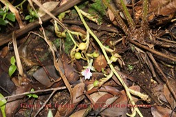 Cardamome