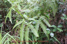 Dicranopteris linearis- Gleicheniacée - I