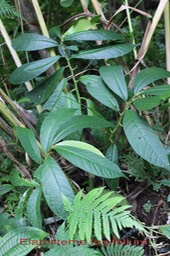 Elatostema fagifolium - Urticacée - Masc