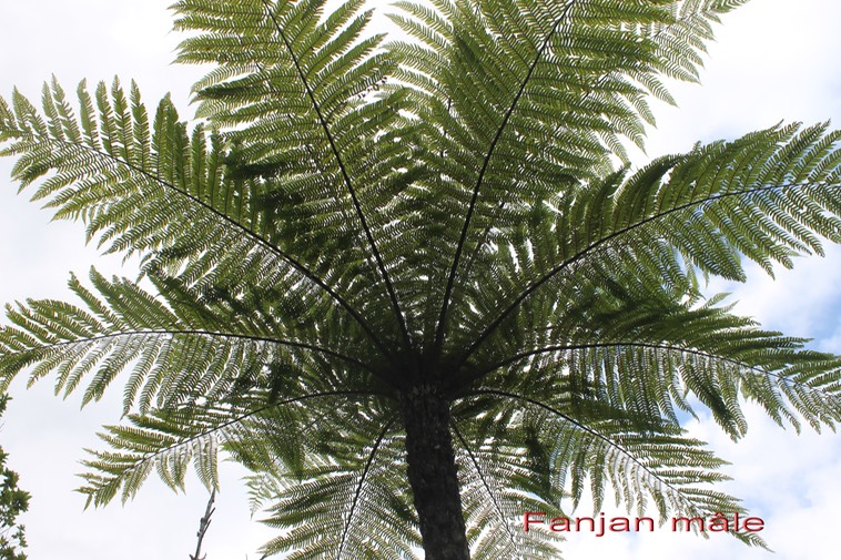 Fanjan mâle - Cyathea borbonica - Cyathéacée - I