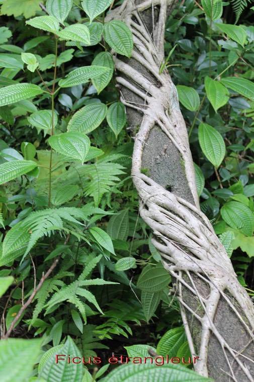 Ficus étrangleur - Ficus rubra - Moracée -