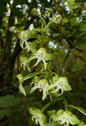 Habenaria sigillum (2)