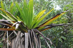 Pandanus purpurascens - Pandanacée - B