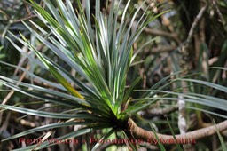 Pandanus sylvestris - Pandanacée - B