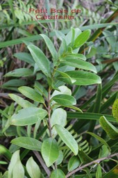Petit Bois de Catafaille - Melicope obscura - Rutacée - B