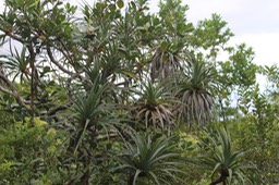 Petit Pimpin - Pandanus sylvestris