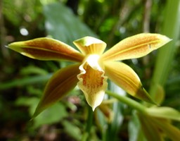 Phaius tetragonus