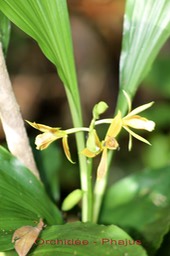 Phajus