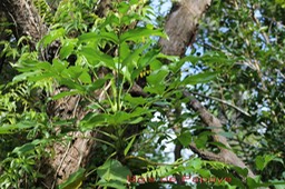 Polyscias repanda