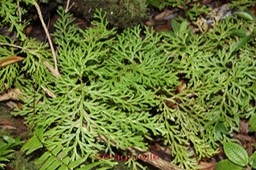Selaginelle- Selaginella sp - Selaginellacée - I