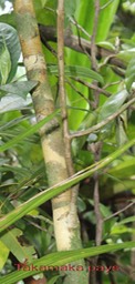 Takamaka pays - Calophyllum tacamahaca -Guttifères-BM