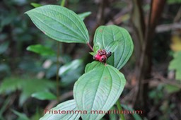 Tristemma mauritianum - Mélastomatacée - exo