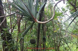 Vacoa-  Pandanus utilis - Pandanacée - B