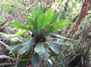 18 Badula borbonica - Bois de savon - Myrsinacée  monocaule