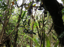 22 ??? Jumellea triquetra- ORCHIDACEAE -