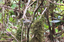 25 ??? Oiseau blanc -Zosterops borbonicus - E
