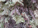 29 Hymenophyllum ou Trichomanes