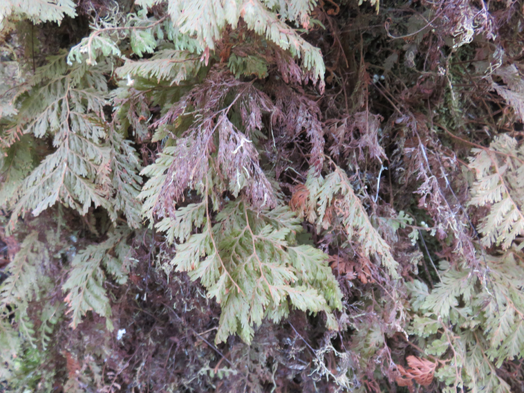 29 Hymenophyllum ou Trichomanes